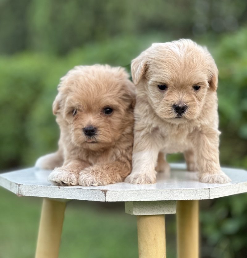 Two puppies pose side by side on a white outdoor table, one standing and the other lying down.