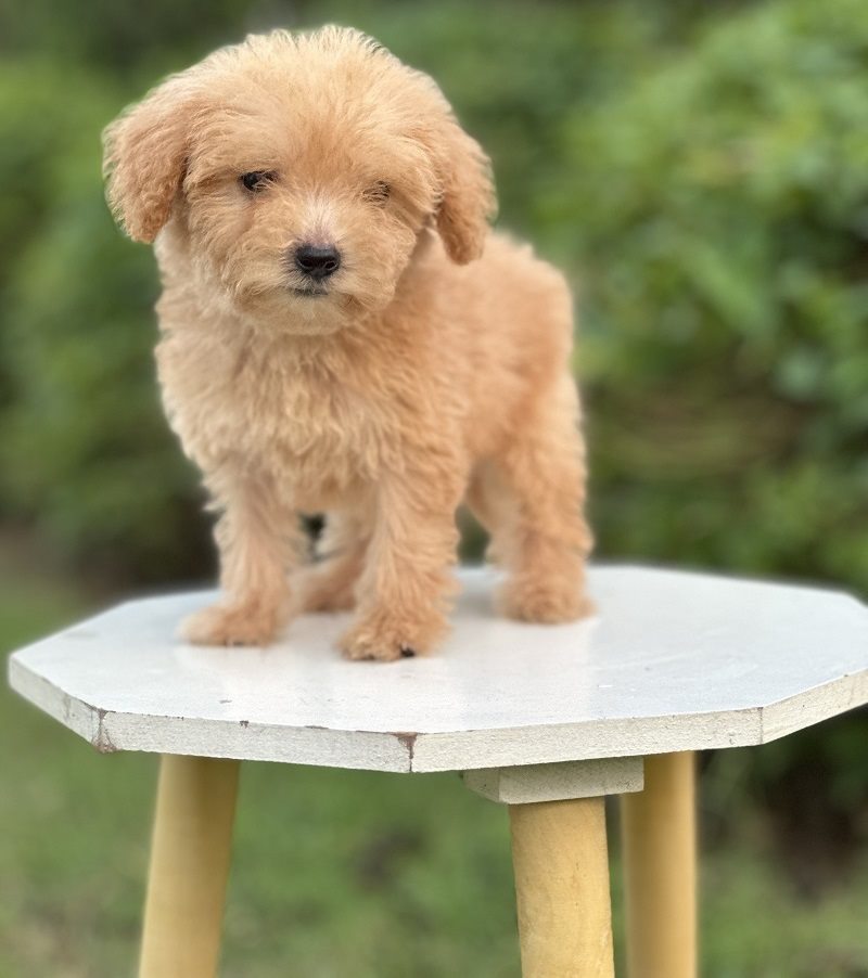 An apricot puppy stands on a white table outdoors.