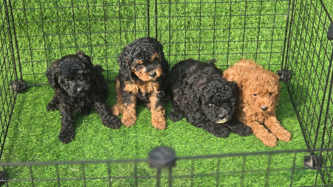 Four curly-coated puppies sitting together on grass