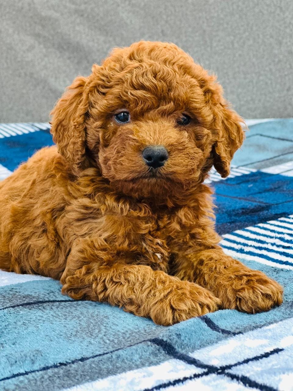 Apricot curly-coated puppy lying on a patterned rug