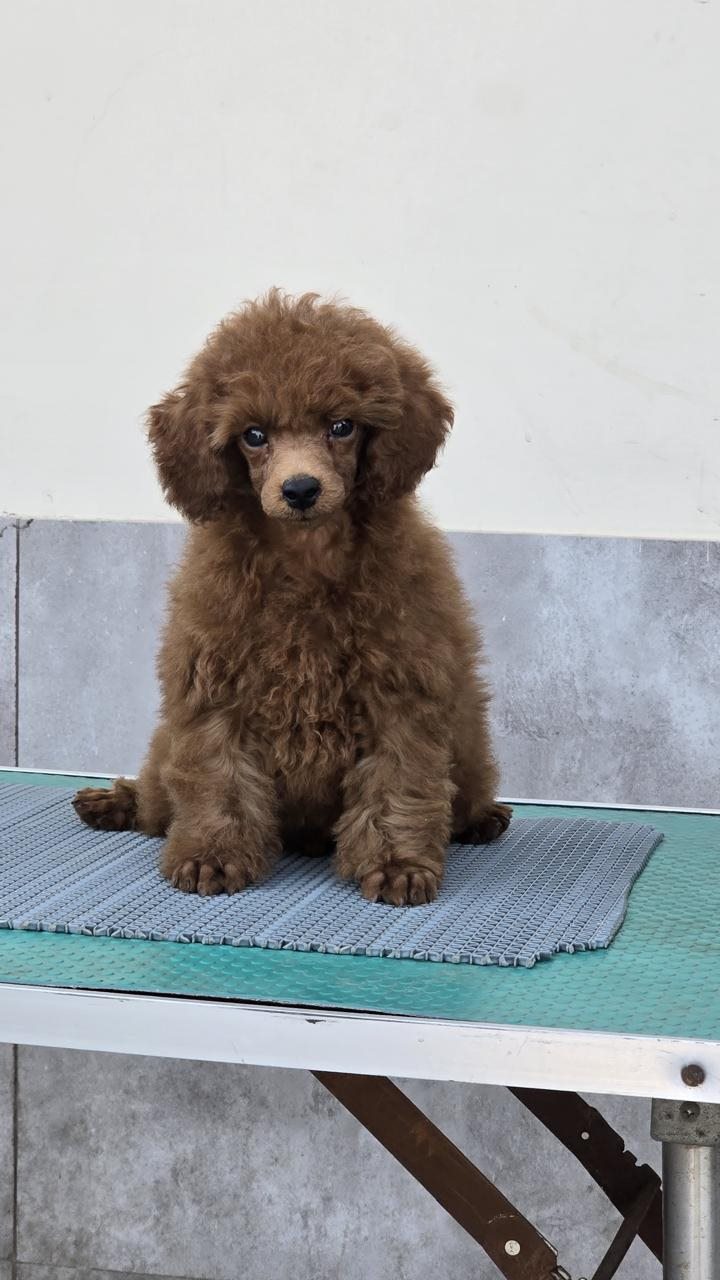 Small brown curly-coated puppy sitting on a mat