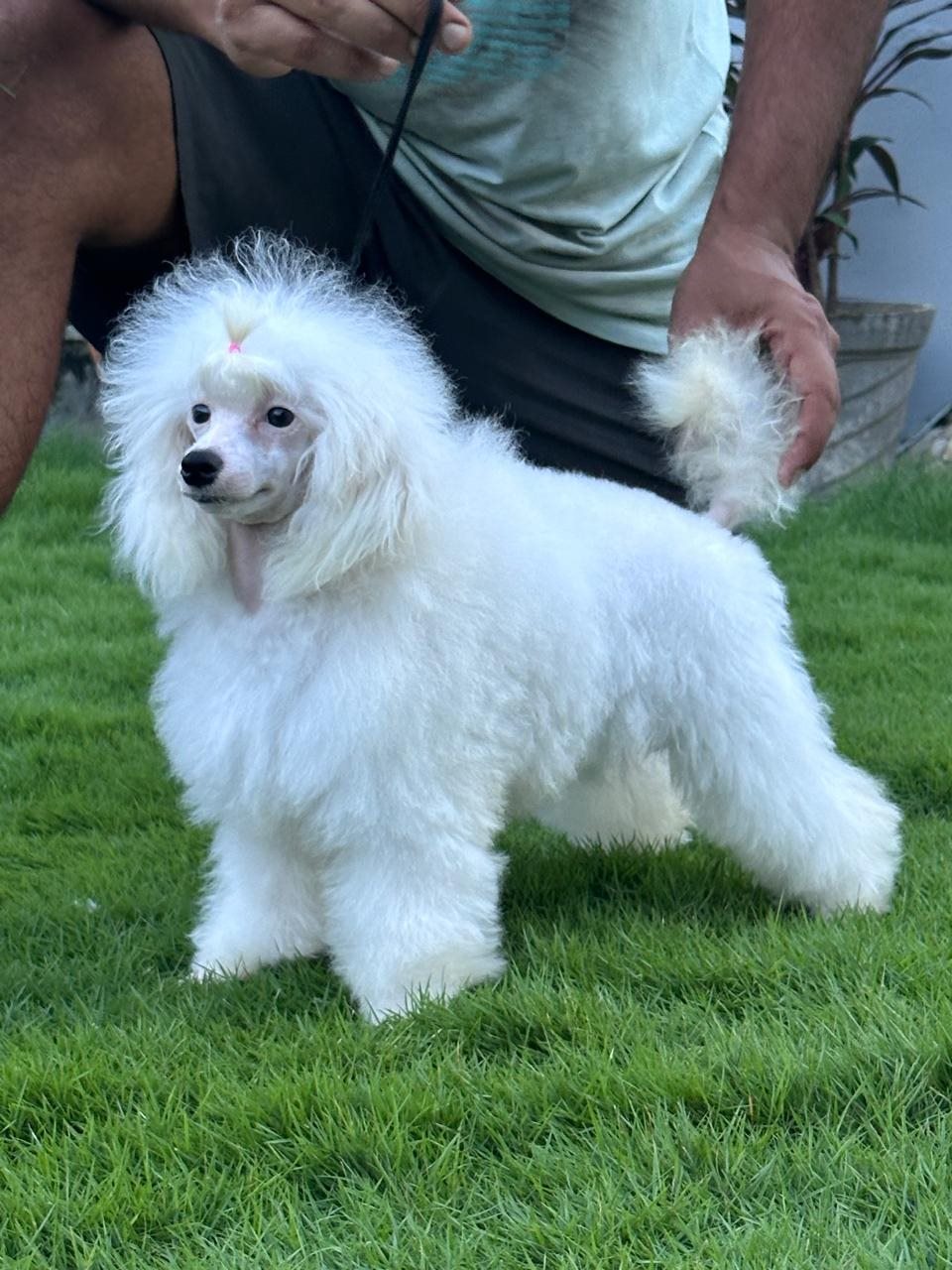 White curly-coated dog standing on grass with a topknot
